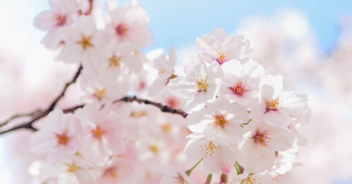 春の青空と桜の写真｜2025年度スタートのイメージ